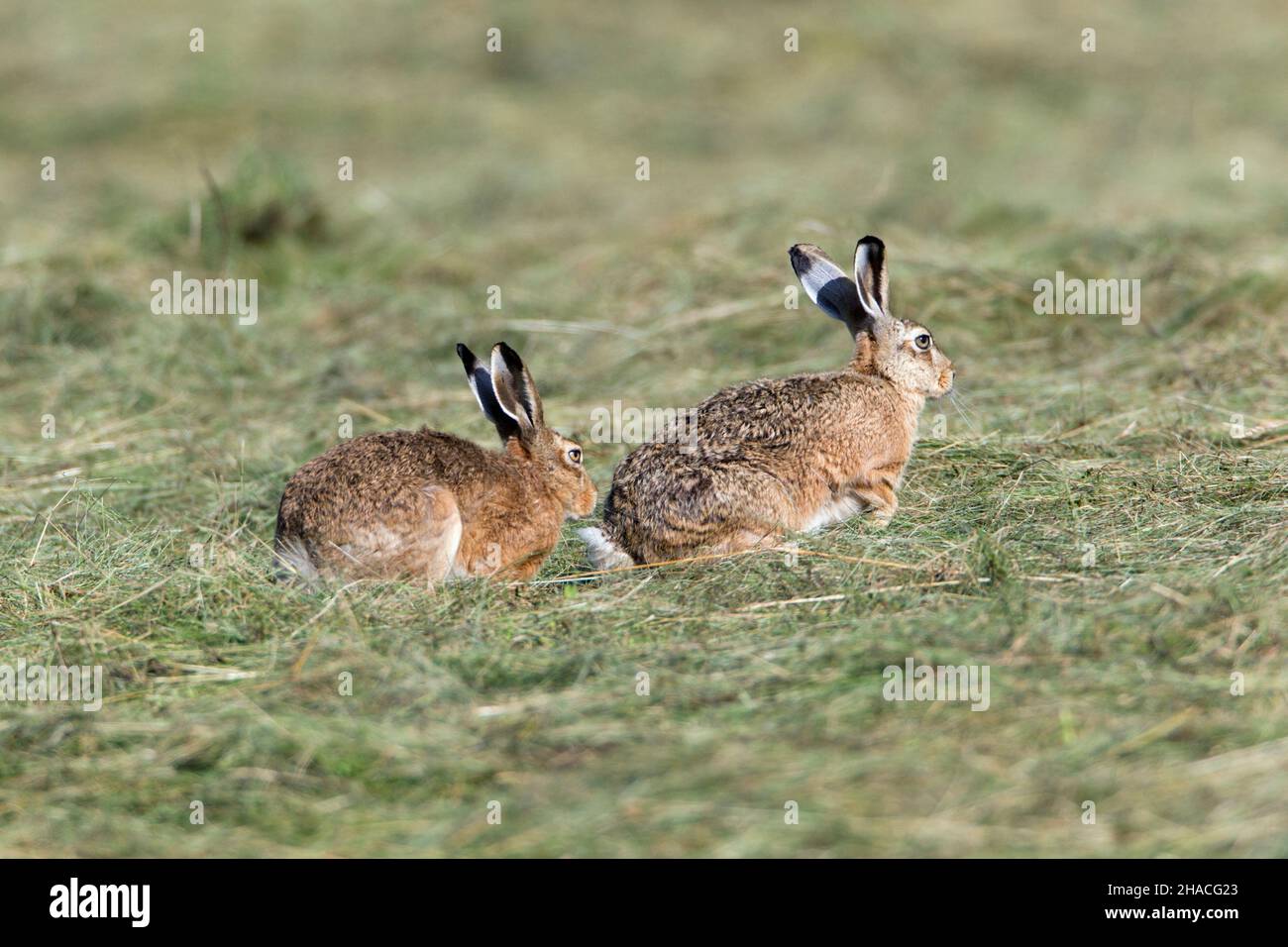 Europäische Hase (Lepus europaeus), Paar, Buck nähert sich der Rehe und prüft, ob sie bereit ist, schwanger zu werden, Niedersachsen, Deutschland Stockfoto