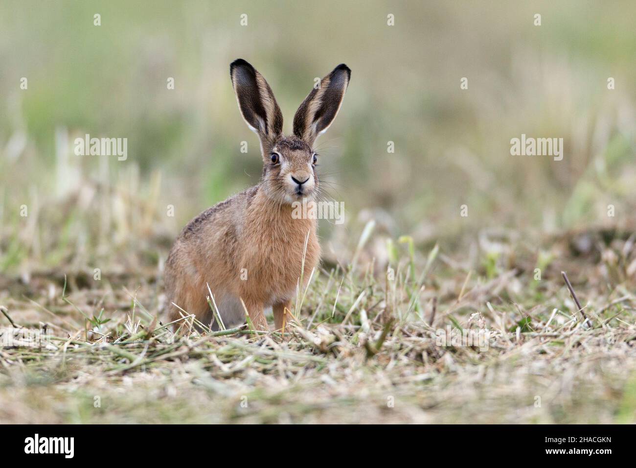 Europäischer Hase (Lepus europaeus), Jungtier oder Leveret, auf dem Feld, wachsam, Niedersachsen, Deutschland Stockfoto