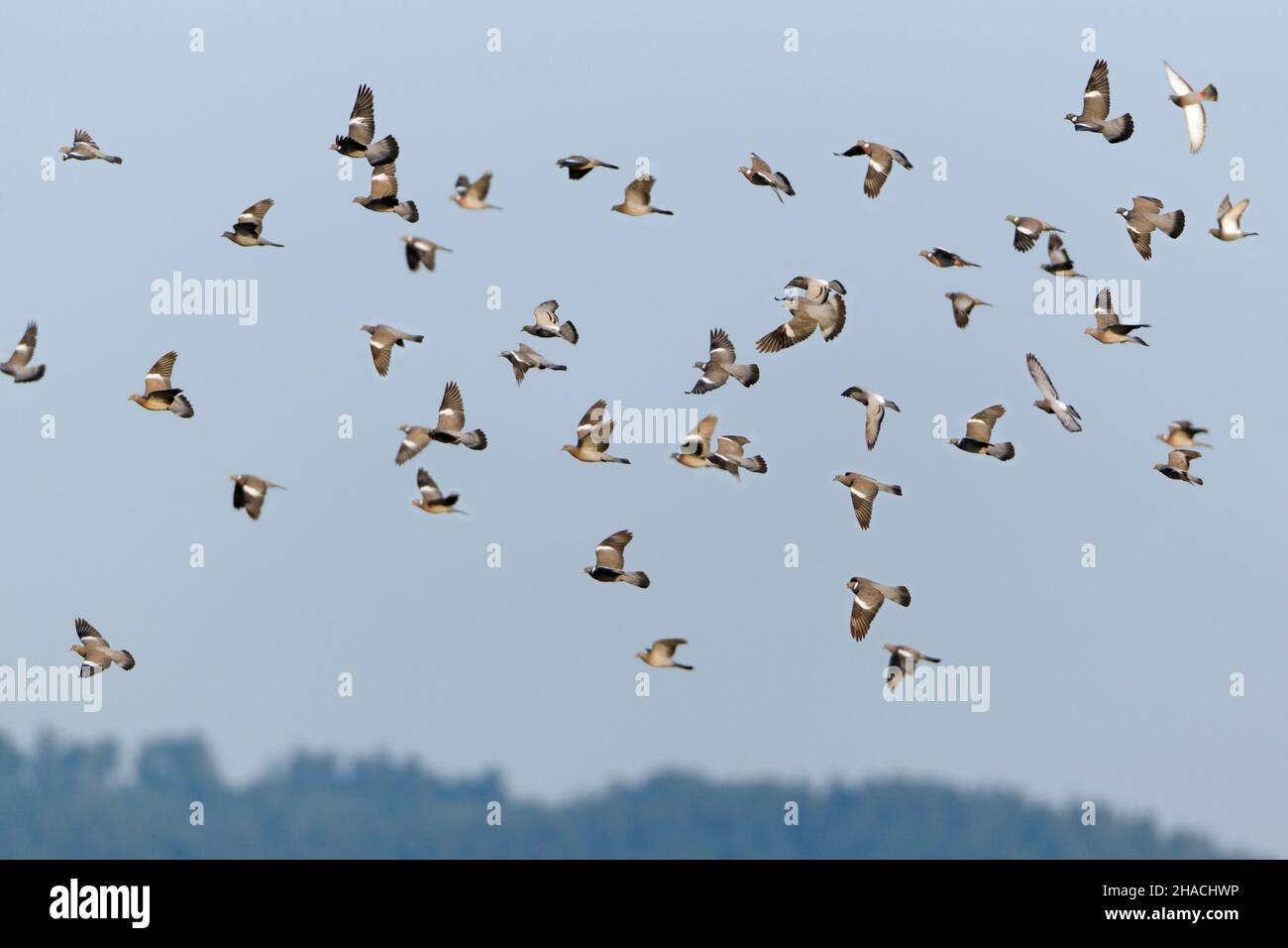 Gemeine Waldtaube, (Colombus palumbus), Flockflug, Niedersachsen, Deutschland Stockfoto