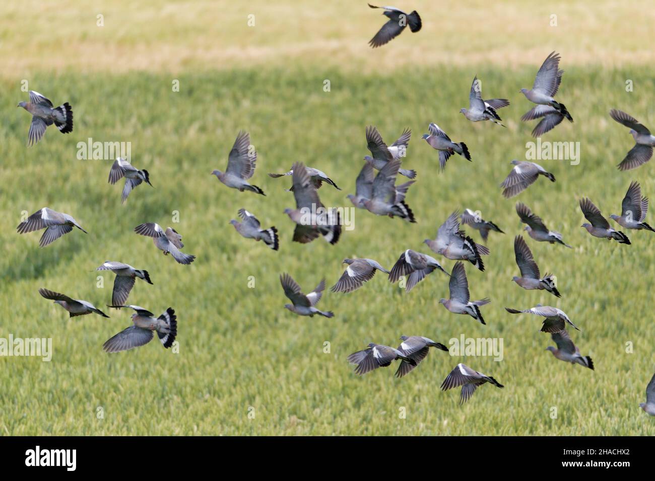 Gewöhnliche Holztaube, (Colombus palumbus), Flock, der über Getreideernte fliegt, Niedersachsen, Deutschland Stockfoto