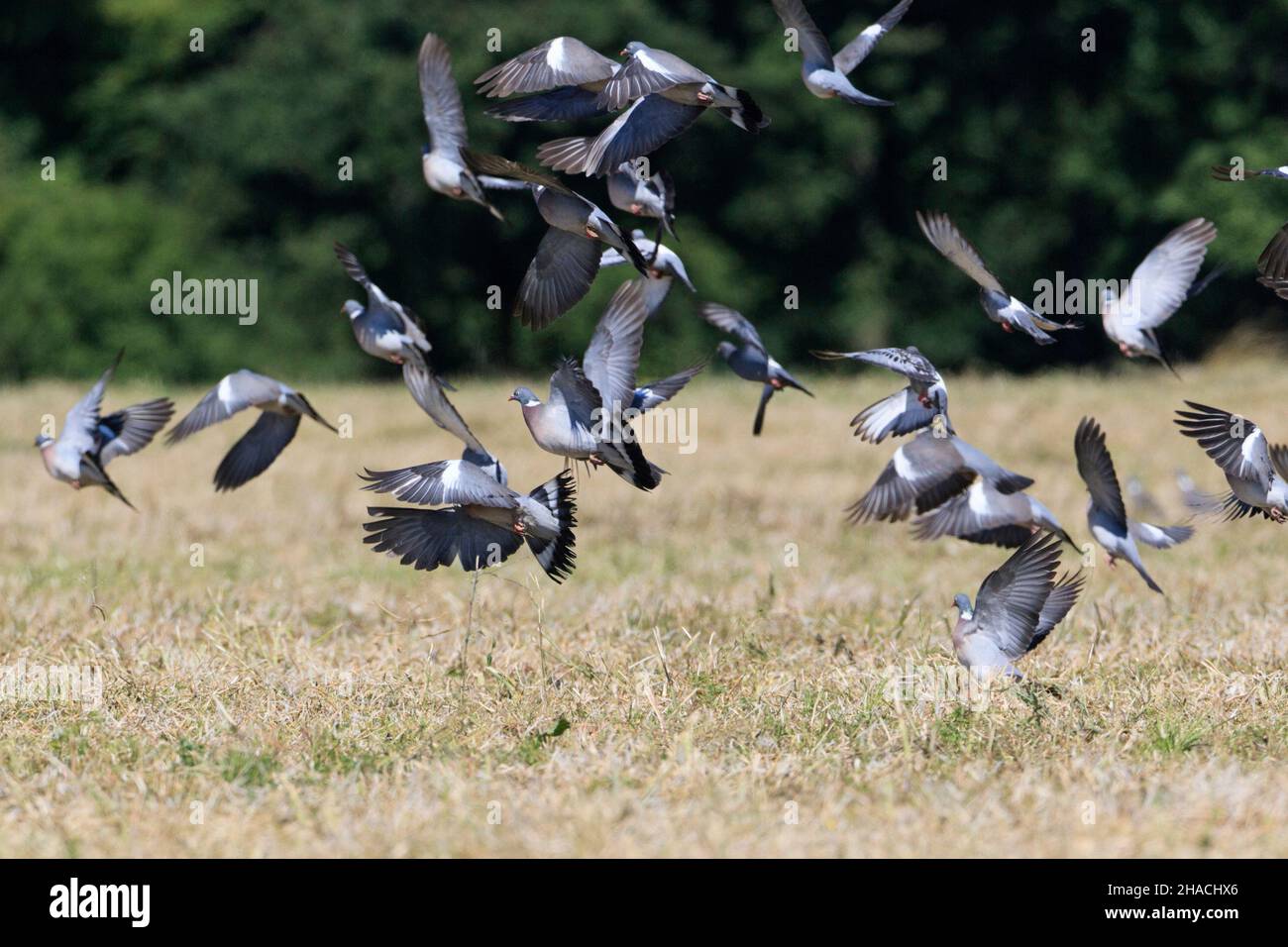 Gewöhnliche Holztaube, (Colombus palumbus), Flock, der über Getreideernte fliegt, Niedersachsen, Deutschland Stockfoto