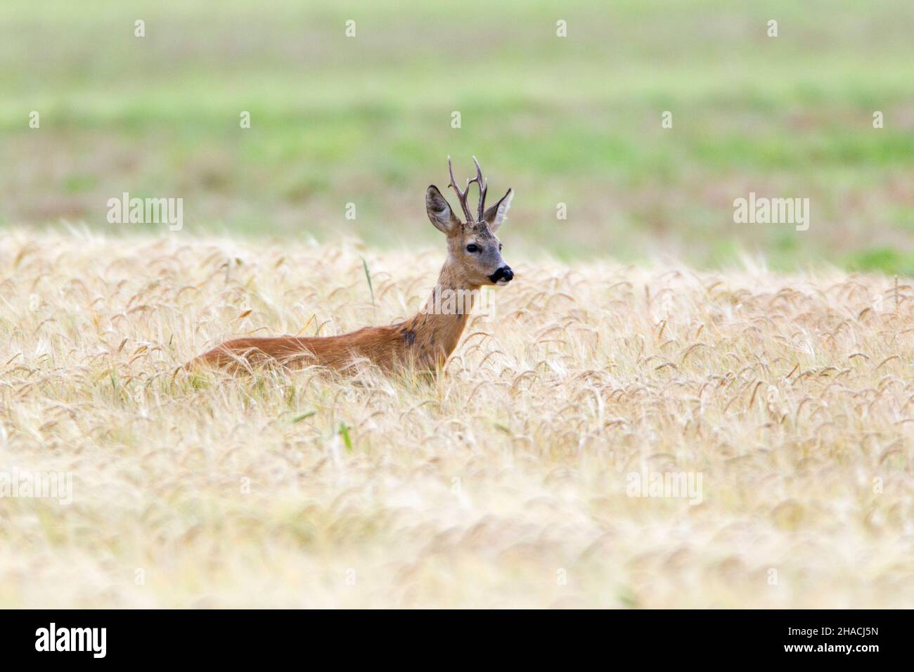 Rehe, (Capreolus capreolus), Buck mit langen Hörnern, im Weizenanbau stehend, Niedersachsen, Deutschland Stockfoto