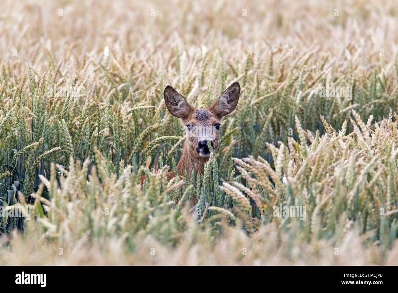 Rehe (Capreolus capreolus), Rehe im Getreideanbau, Niedersachsen, Deutschland Stockfoto