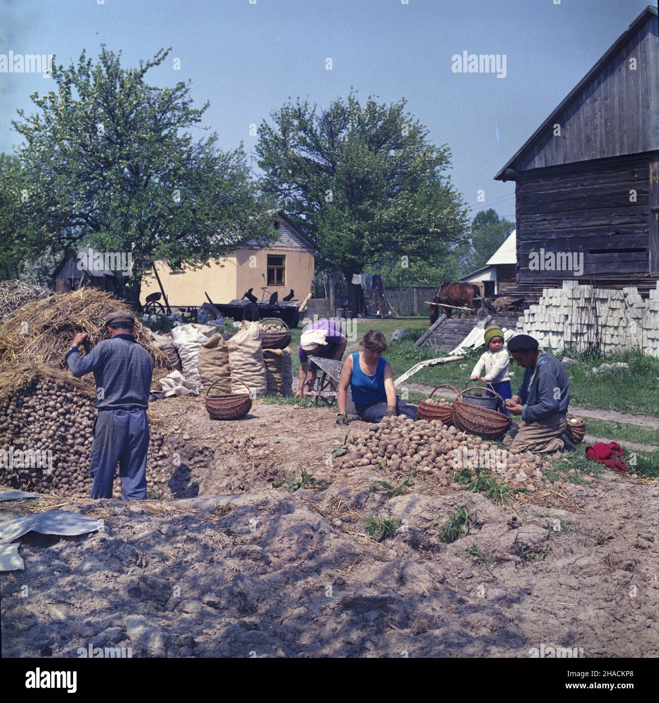 Dziarnów 05,1987. PRACE wiosenne w gospodarswe wiejskim. Otwieranie kopca ziemniaków i przebieranie bulw do sadzenia. uu PAP/Maciej Musia³ Dok³adny dzieñ wydarzenia nieustalony. Dziarnow Mai 1987. Frühjahrsarbeit auf einem Bauernhof. Auswahl der Kartoffelbirne für den Anbau. uu PAP/Maciej Musial Datum der Veranstaltung unbekannt. Stockfoto