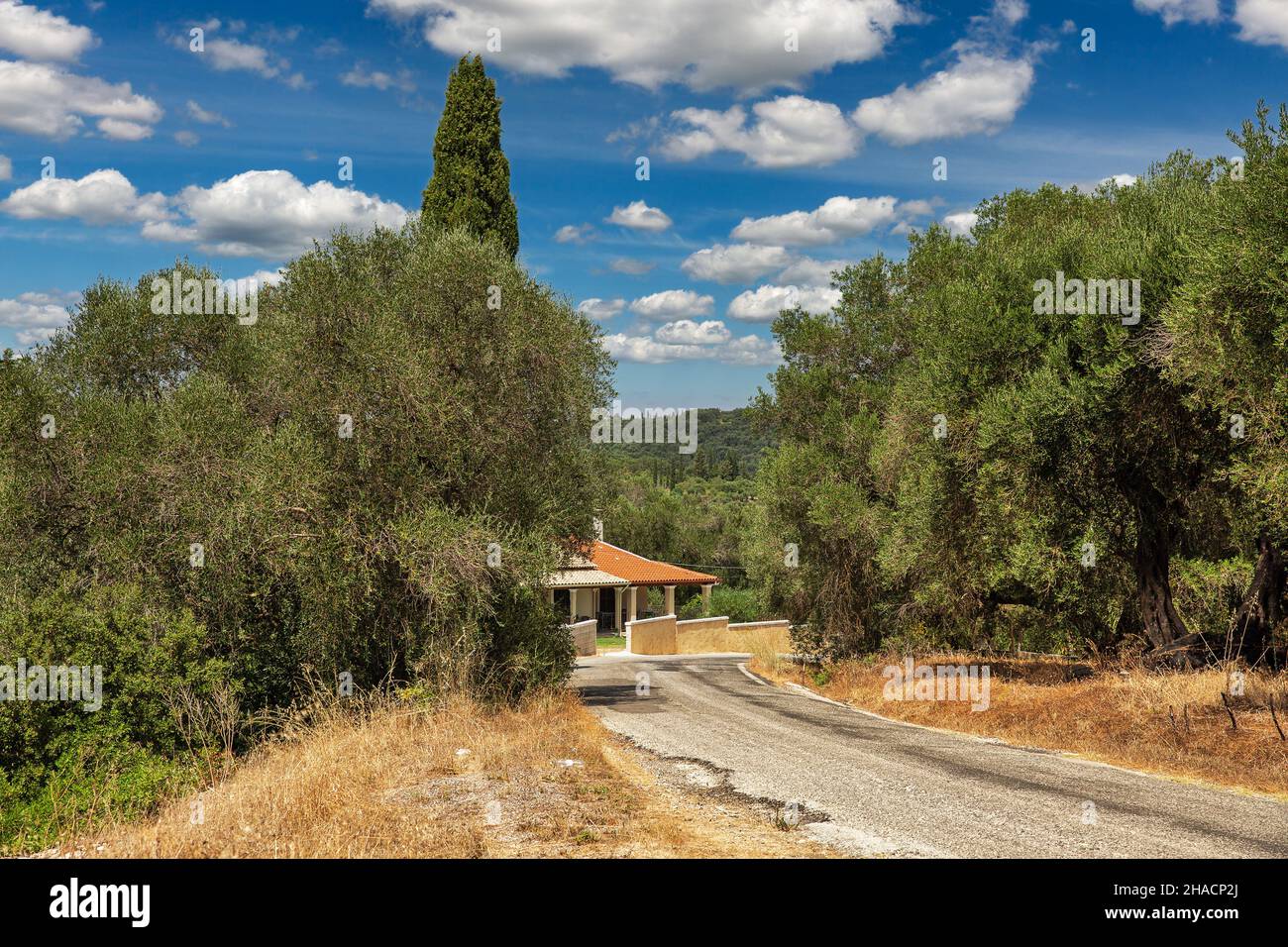 Typische Insel Korfu Sommer ländliche Landschaft mit Olivenbäumen, Villa und Straße. Griechenland. Stockfoto