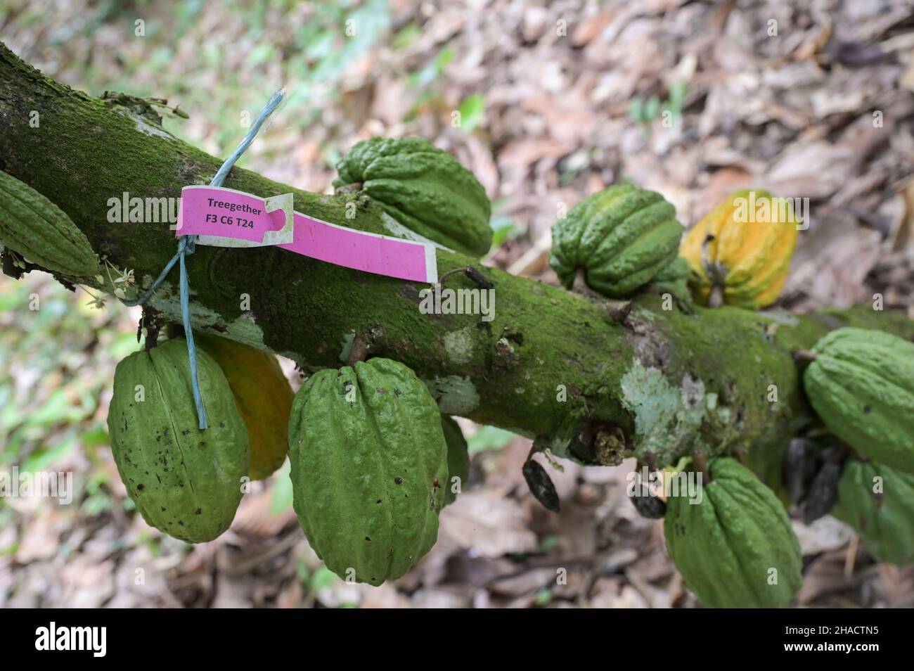 ELFENBEINKÜSTE, Dorf Azaguié, Kakaoanbau, Etikett für individuelle Kakaobaumförderung / ELFENBEINKUESTE, Dorf Azaguié, Kakaoschirme am Kakaobaum, Schild für eine individuelle Baumpatenschaft Stockfoto