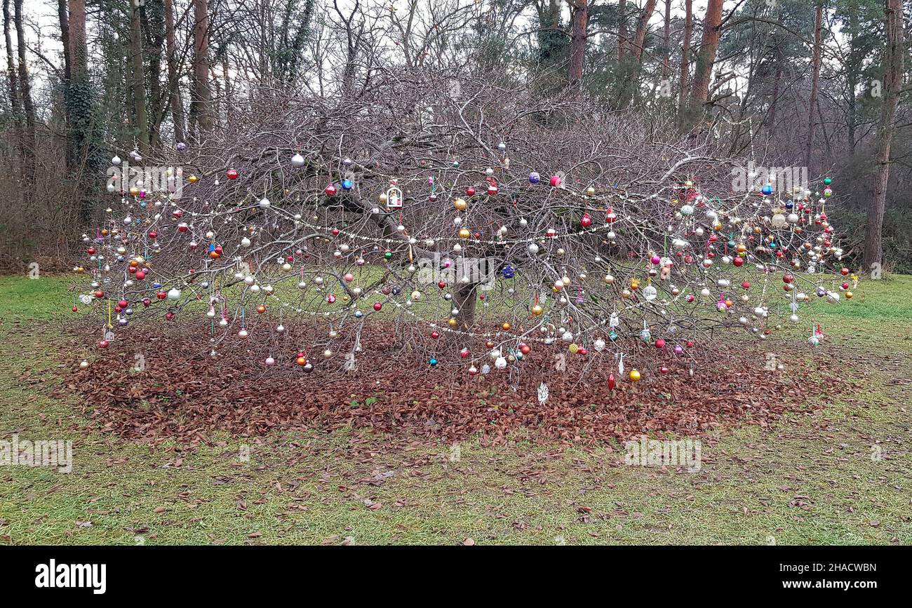 Weihnachtsbaum mit bunten Kugeln ohne Blätter geschmückt Stockfoto