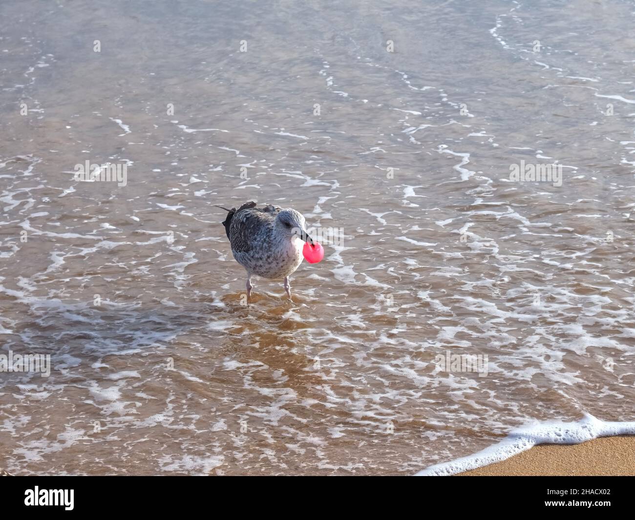 Meeresverschmutzung - eine Möwe mit rosa Plastikgegenstand am Strand Stockfoto