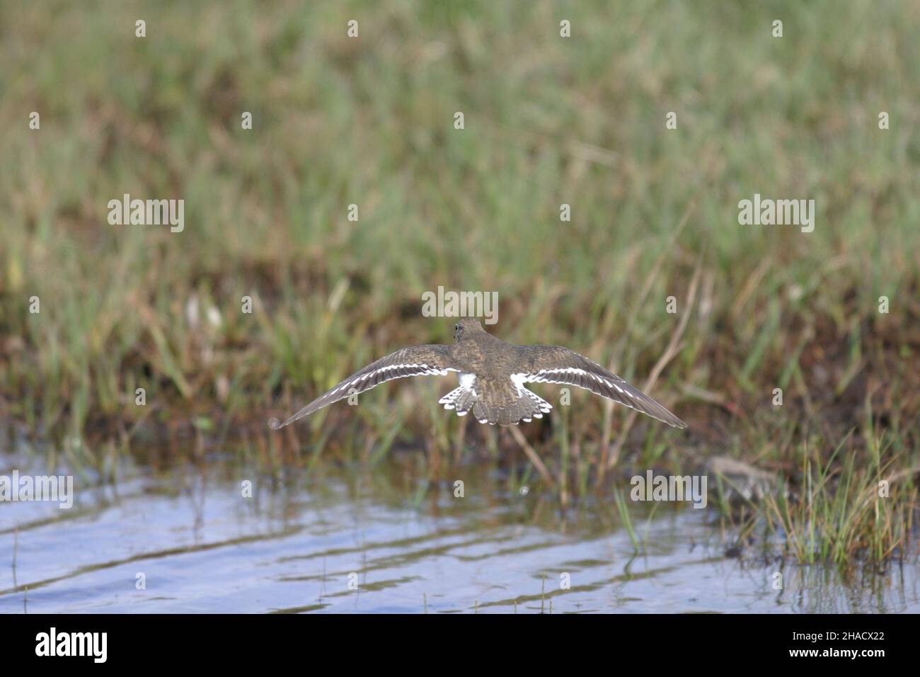 Gewöhnliche Sandpiper wandern nach Großbritannien, um entlang von Flüssen, Bächen, Stauseen, Seen und Wasserstraßen zu brüten. Ein kleiner Wader, der in Großbritannien zurückgegangen ist. Stockfoto