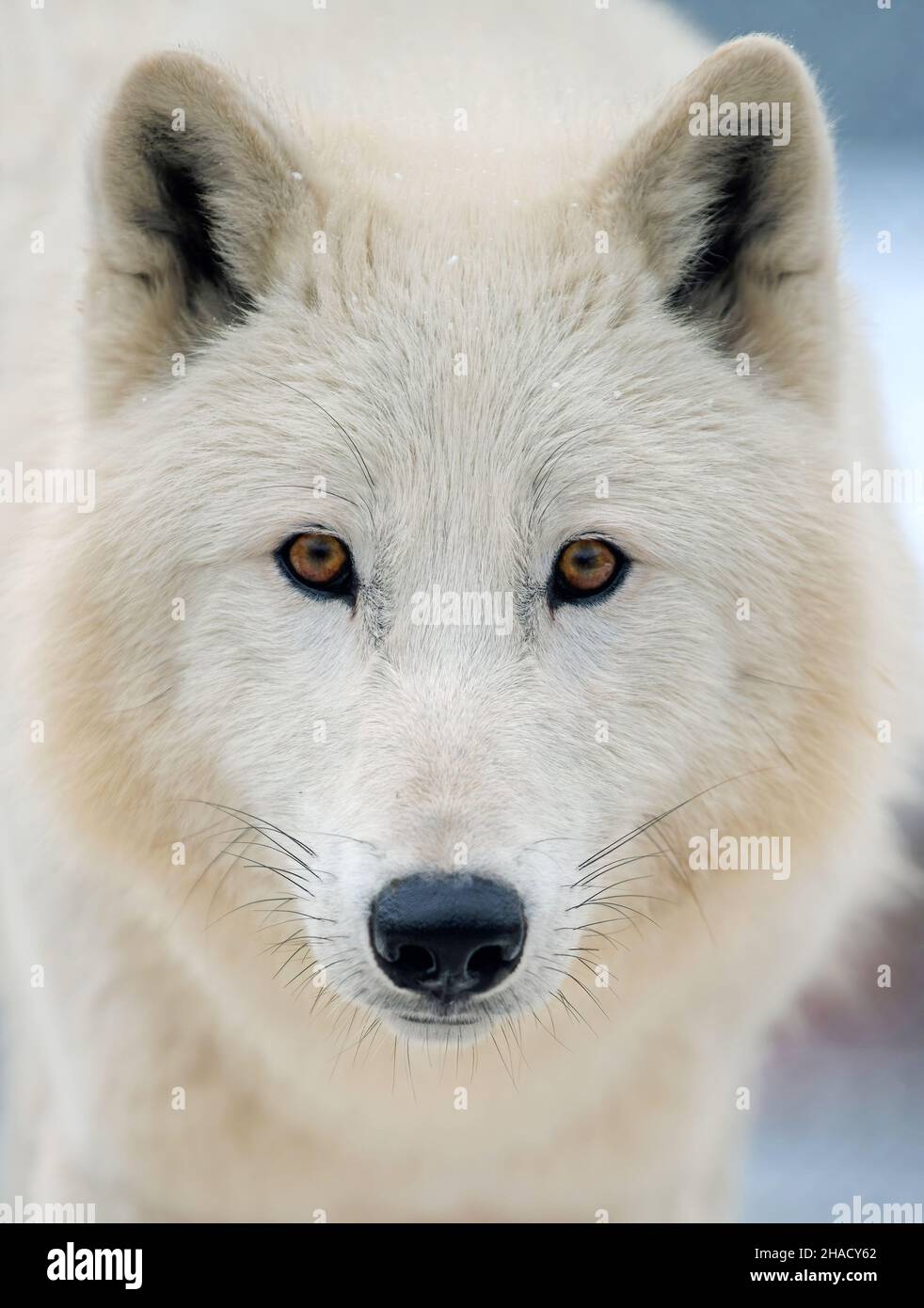 Nahaufnahme weißer arktischer Wolf, der auf die Kamera schaut. Gefahr Tier in der Natur Lebensraum Stockfoto