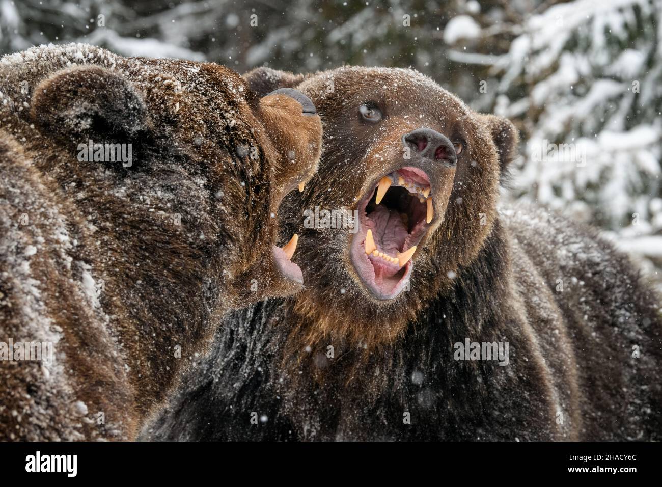 Nahaufnahme zwei böse Braunbären kämpfen im Winterwald. Gefahr Tier in der Natur Lebensraum. Großsäuger. Wildtierszene Stockfoto