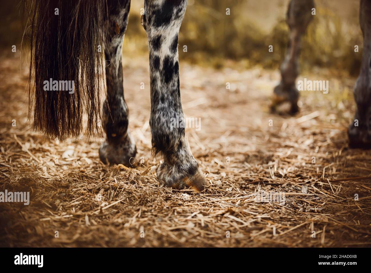 Die Beine eines grau gefleckten Pferdes grasen an einem sonnigen, sommerlichen warmen Tag auf einem Feld zwischen Gras und trockenem Heu. Landwirtschaft und Viehzucht. Stockfoto