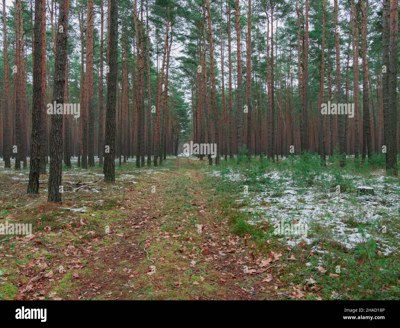 Hoher Pinienwald. Hohe, lange, schlanke Stämme. Der Boden ist mit Moos bedeckt. Es ist Winter. Der Boden ist stellenweise mit einer dünnen Schneeschicht bedeckt. Stockfoto