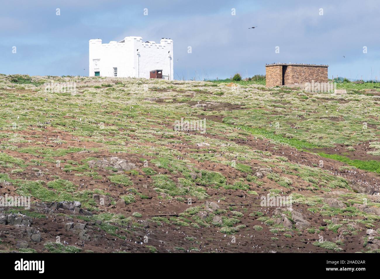 Hunderte von Papageientauchern und Papageientauchern auf der Isle of May, Fife, Schottland, Großbritannien Stockfoto