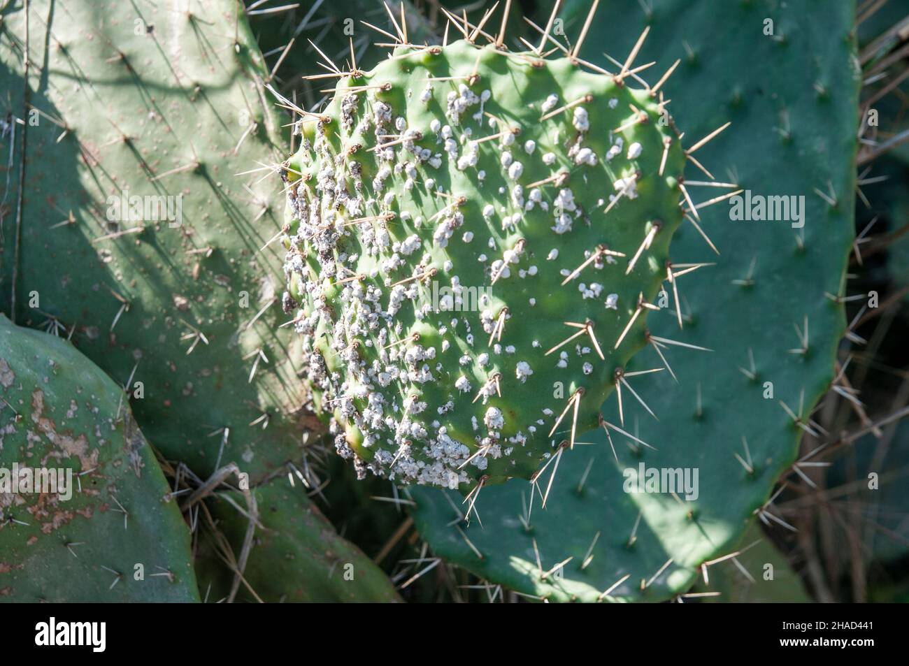 Infizierter kaktus -Fotos und -Bildmaterial in hoher Auflsung  Alamy