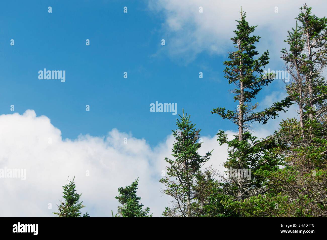 Pinien wachsen auf dem Gipfel des Mount willard in der weißen Bergregion von New hampshire in bretton Woods. Stockfoto