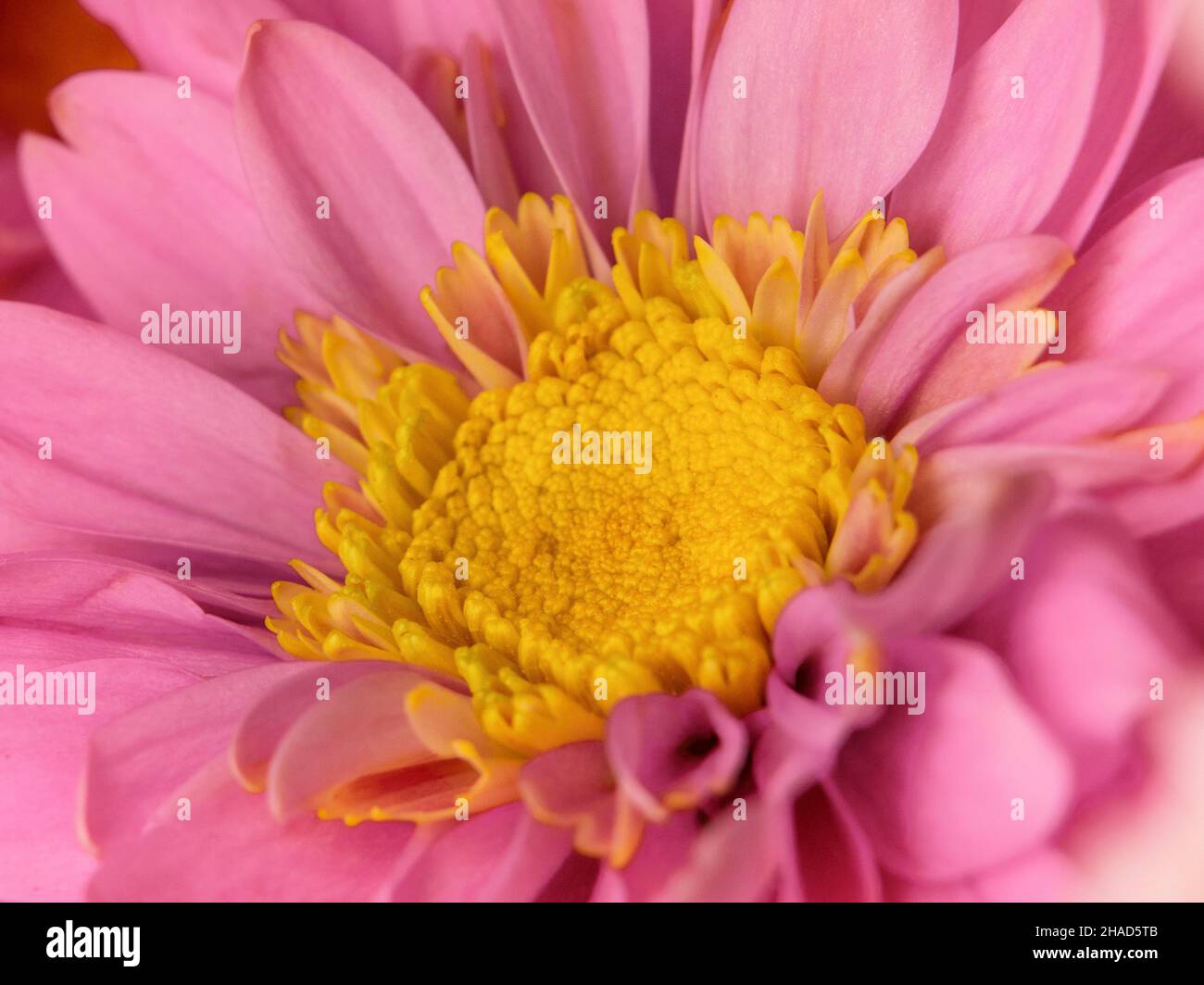 Nahaufnahme der rosa Dahlia-Blume. Subtiler und pastellfarbener Hintergrund. Delikatesse und Weichheit für Frauen oder Muttertag. Valentinstag. Stockfoto