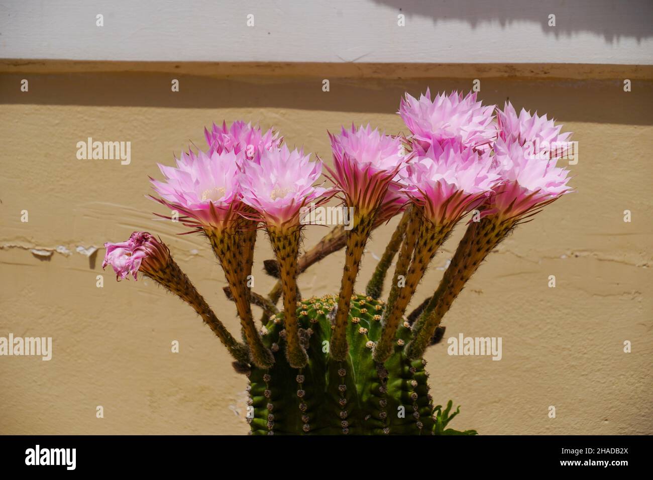 Blühender Borstenbürstenkaktus AKA stacheliger Nadelkissen-Kaktus Stockfoto