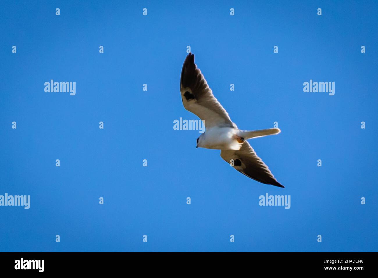 White-tailed Kite im Flug Stockfoto