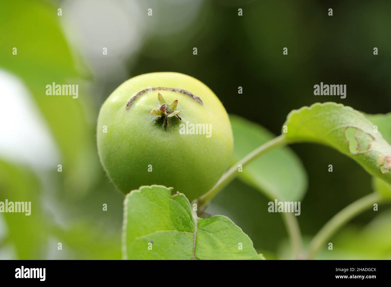 Apfel durch Larven der europäischen Apfelsäge beschädigt - Hoplocampa testudinea. Es ist einer der wichtigsten Schädlinge in Obstgärten und Gärten. Stockfoto