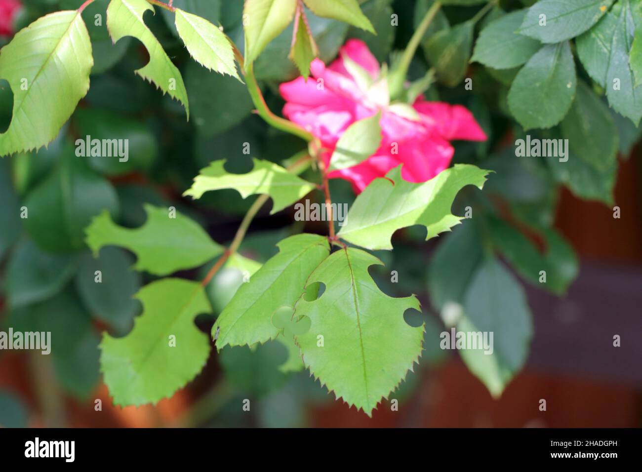 Rosenblätter, die von Pflanzenschädlingen beschädigt werden. Stockfoto