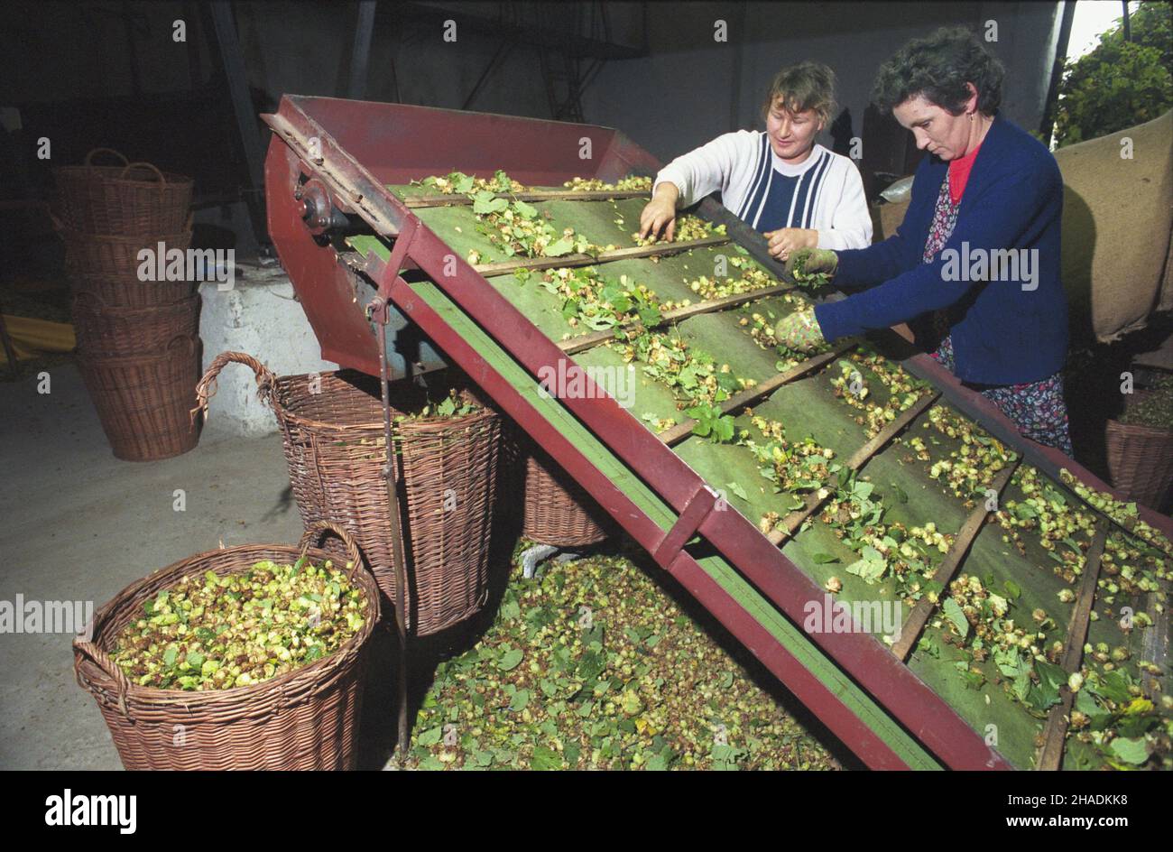 Cybulino 09,1993. Plantacja chmielu nale¿¹ca do browaru Brok z Koszalina. NZ. Selekcja szyszek chmielowych. js PAP/Wojciech Szabelski Dok³adny dzieñ wydarzenia nieustalony. Cybulino September 1993. Eine Hopfenplantage im Besitz der Brok Brauerei aus Koszalin. Im Bild: Auswahl der Hopfenzapfen. js PAP/Wojciech Szabelski Veranstaltungstag unbekannt Stockfoto