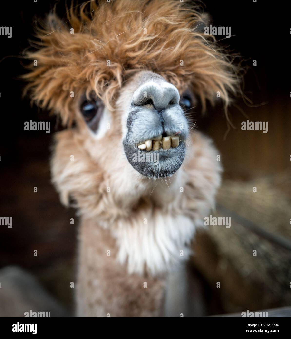 Lama, (Lama glama), Kopf und Gesicht. Stockfoto