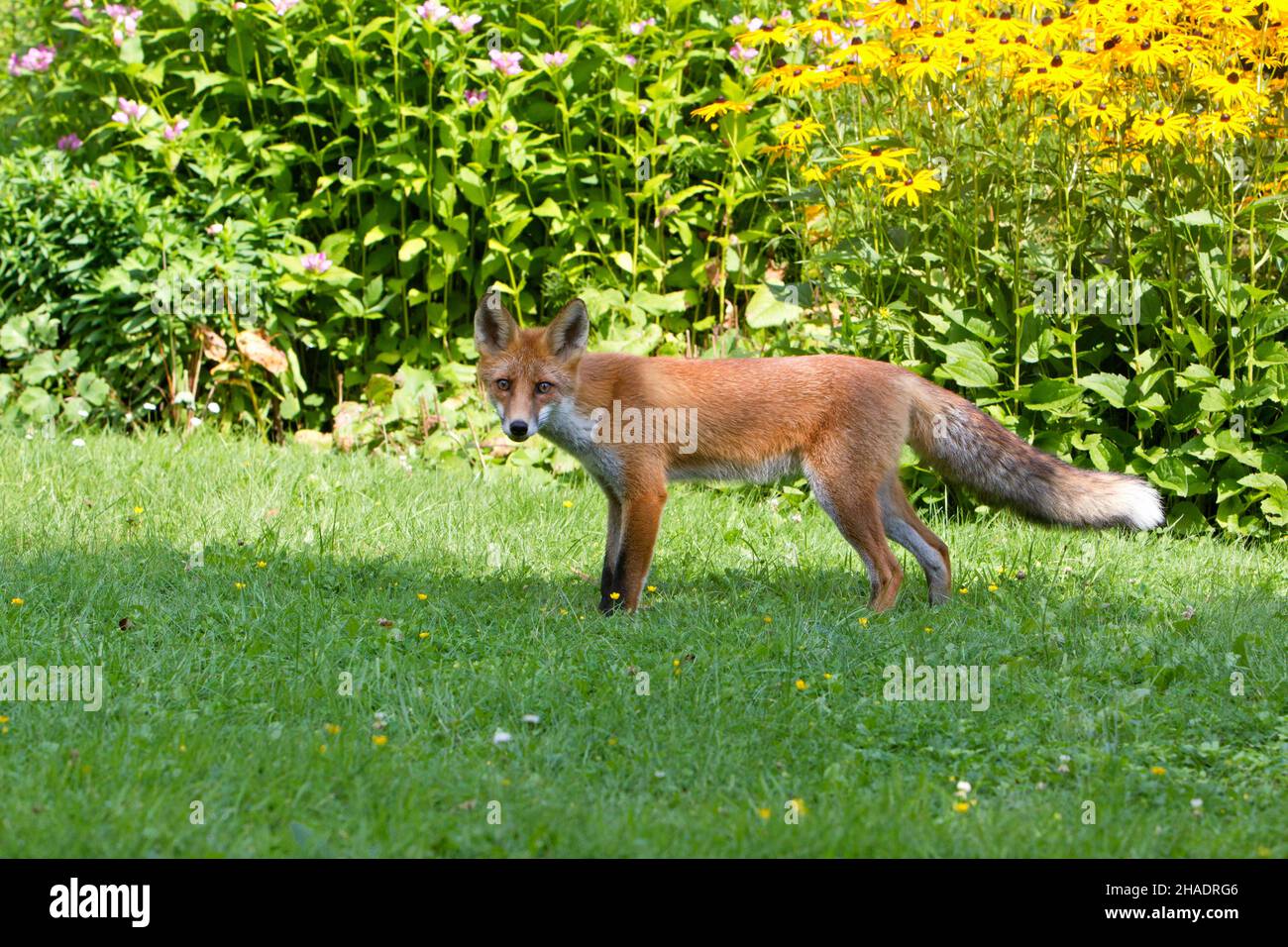 Europäischer Rotfuchs (Vulpes vulpes), Nahrungssuche im Garten, Niedersachsen, Deutschland Stockfoto