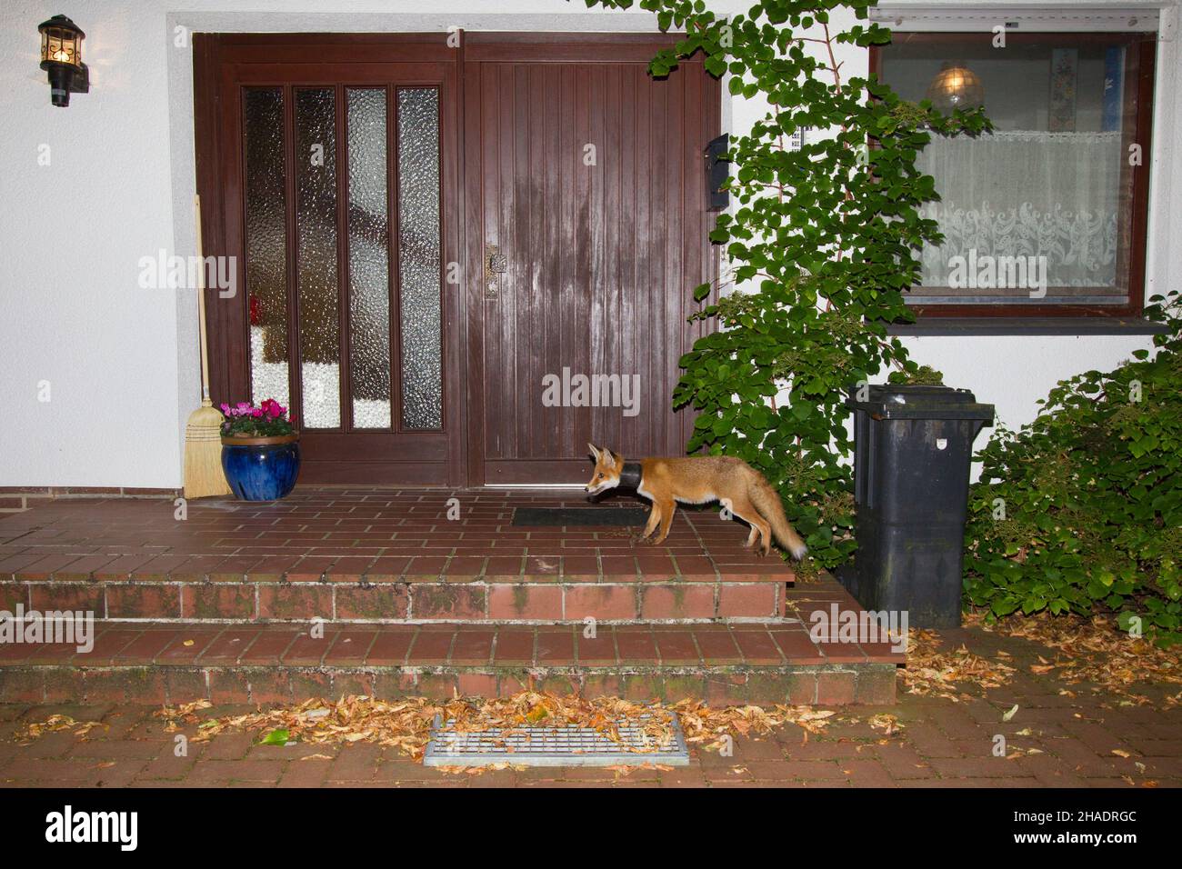Europäischer Rotfuchs, (Vulpes vulpes), am Hauseingang, mit Pflanzentopf am Hals, auf Nahrungssuck, nachts, Niedersachsen, Deutschland Stockfoto