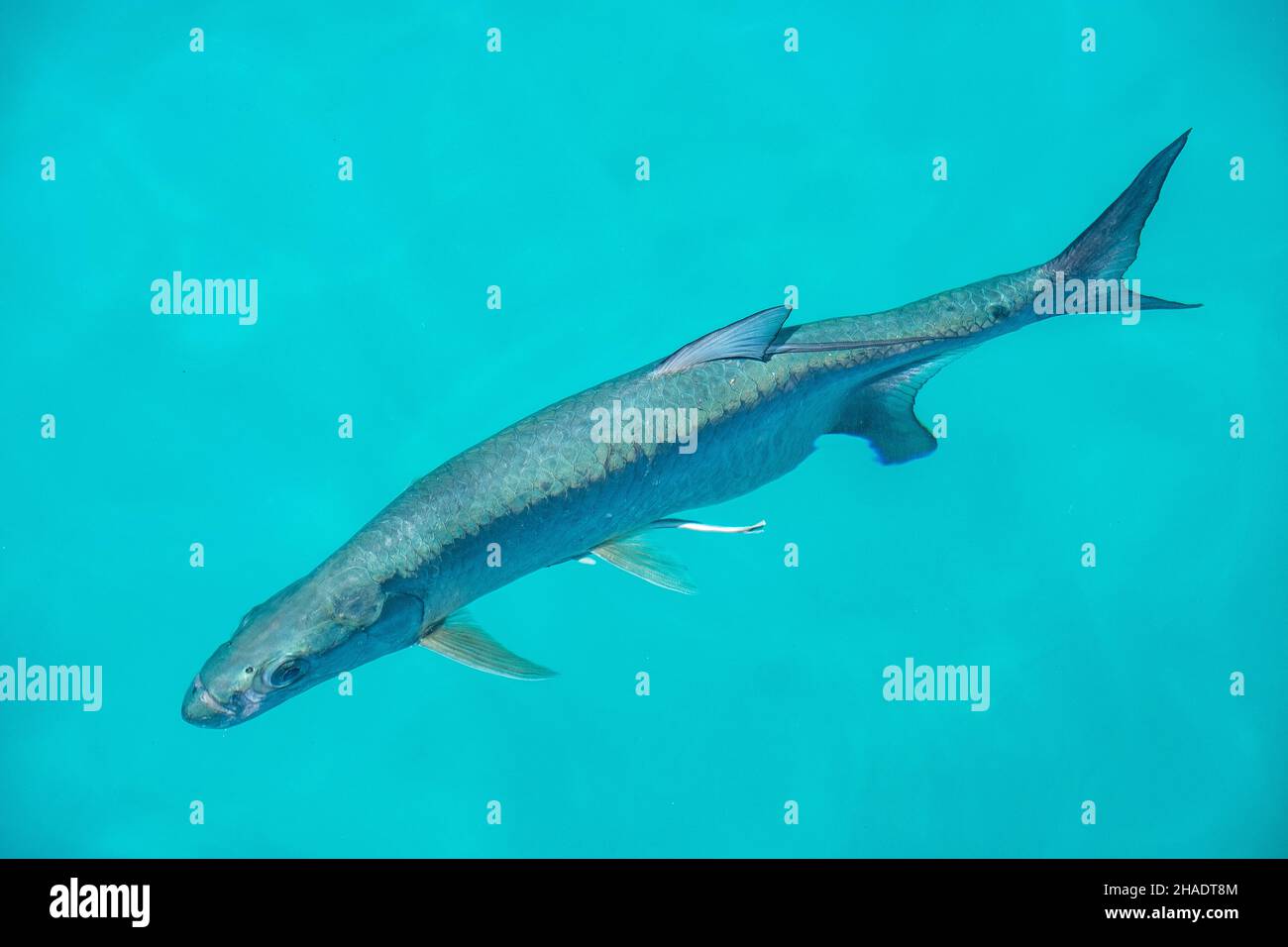 Eine abgeschnittene Aufnahme von Megalops atlanticus oder karibischem Tarpon in blauem Wasser isoliert Stockfoto