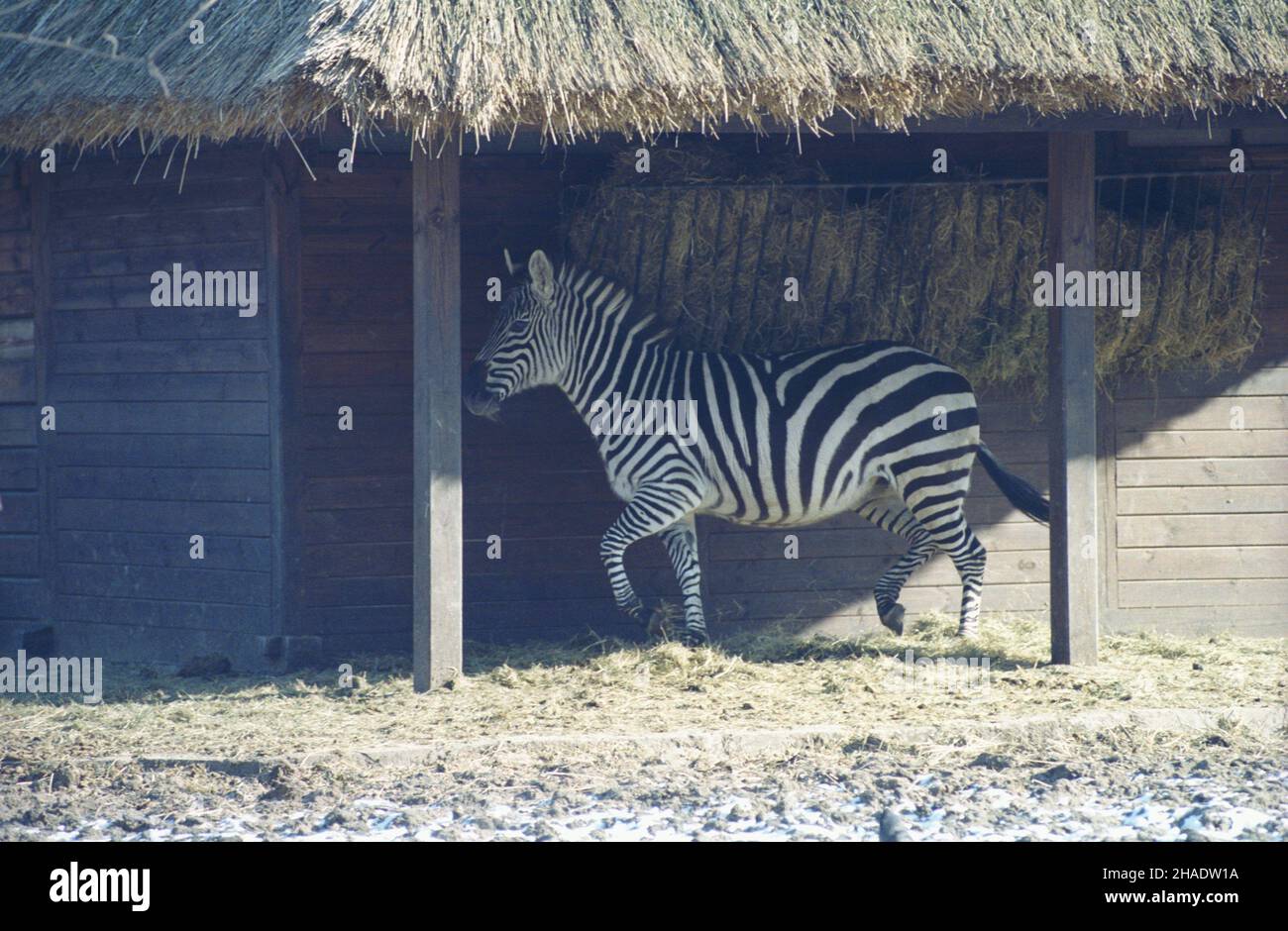 Warszawa 16.02.1994. Miejski Ogród Zoologiczny. NZ. zebra stepowa na wybiegu. js PAP/Maciej Belina Brzozowski Warschau 16. Februar 1994. Warschau Zoo. Im Bild: Ein Zebra in einem Stift. js PAP/Maciej Belina Brzozowski Stockfoto