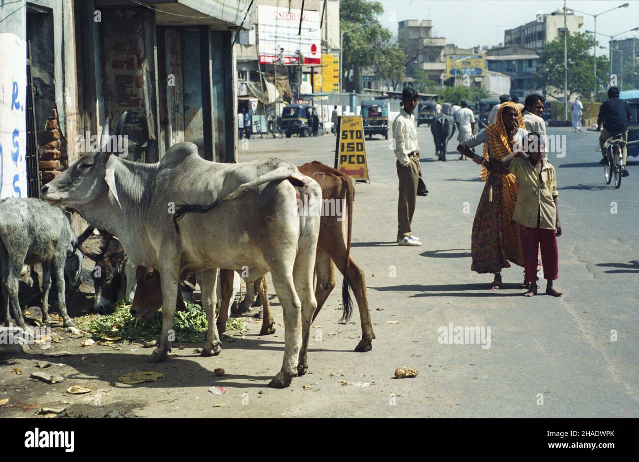 Indie Mumbai 06.03.1994. ¯ycie codzienne w Bombaju. js PAP/Janusz Mazur Mumbai, Indie, 06. März 1994. Kühe auf einer Straße in Mumbai. PAP/JANUSZ MAZUR Stockfoto