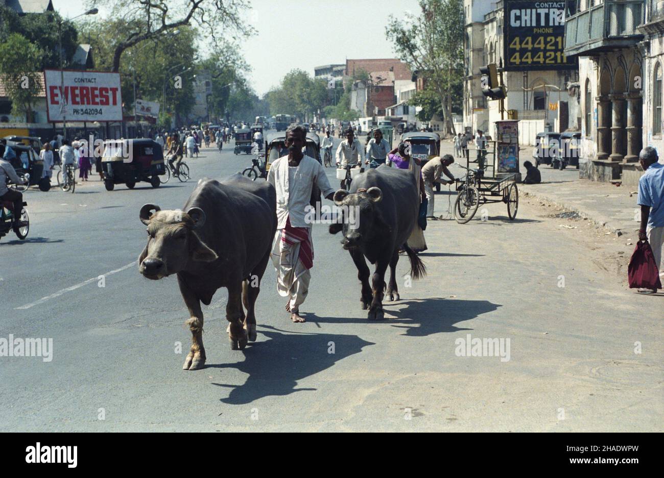 Indie Mumbai 06.03.1994. ¯ycie codzienne w Bombaju. js PAP/Janusz Mazur Mumbai, Indie, 06. März 1994. Ein Mann mit seinen Kühen auf einer Straße in Mumbai. PAP/JANUSZ MAZUR Stockfoto