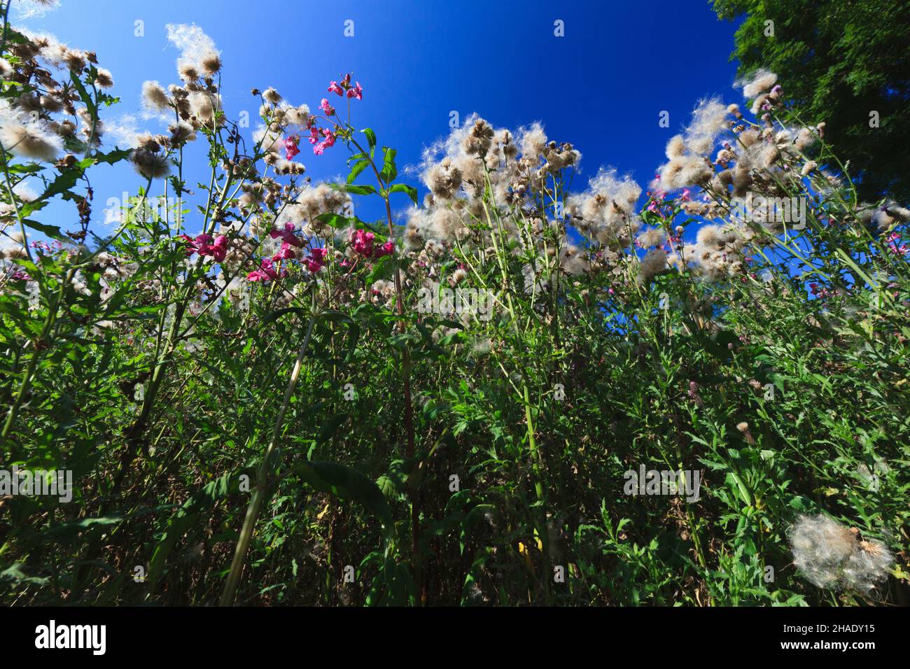Distel, (Cirsium vulgare), zeigt Blumen und Samenköpfe, Niedersachsen, Deutschland Stockfoto
