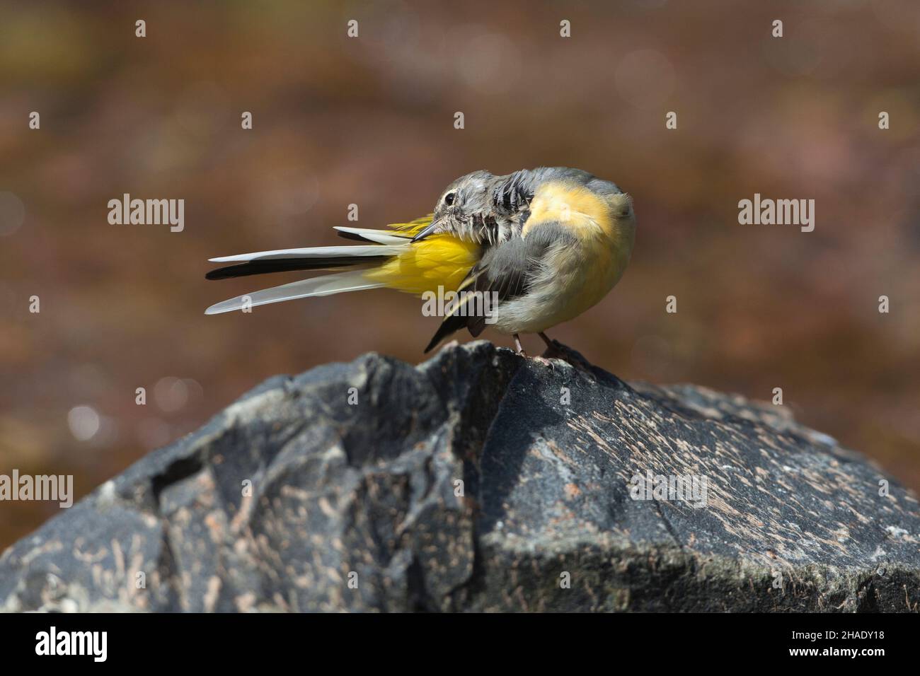 Graue Bachstelze (Motacilla cinerea), erwachsenes Weibchen, das sich selbst aufreizt, auf Stein im Bach, Niedersachsen, Deutschland Stockfoto