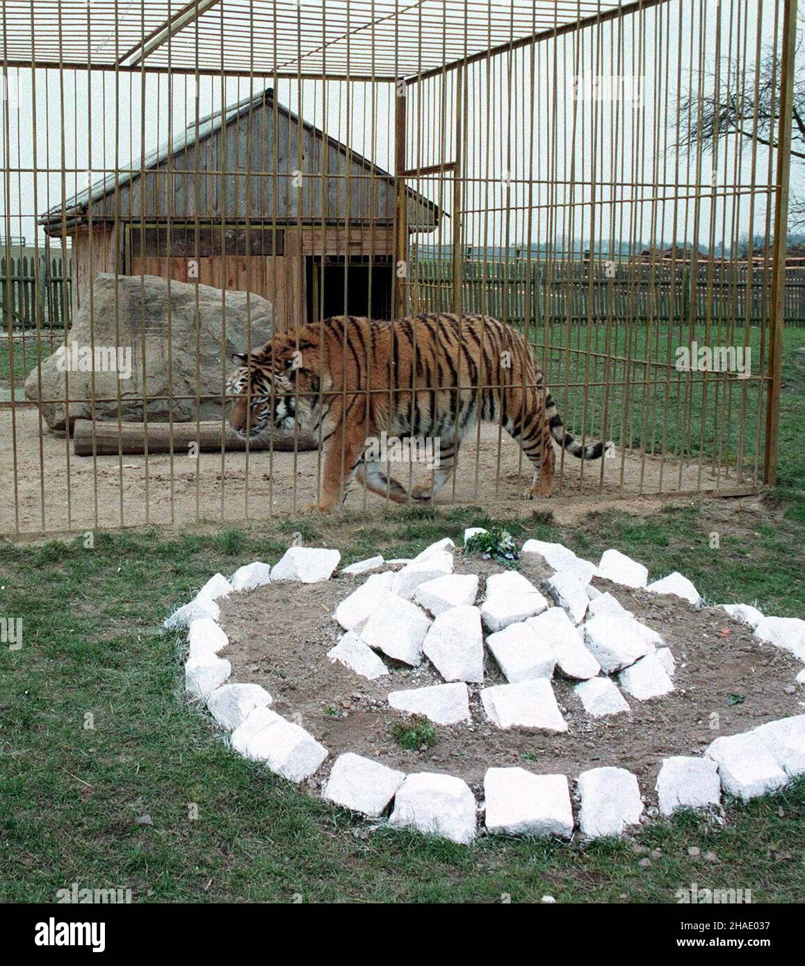 Bielice, 15.03.1995. Stannis³aw Janicki przedsiêbiorca rolny z Bielic jest chyba jedynym w kraju posiedaczem prywatnego tygrysa syberyjskiego kupionego przed dwuna laty. Dziœ jest to okaza³y zwierzak o wadze blisko 200kg wykazuj¹cy olbrzymi¹ ochotê do zabawy . Jeszcze rok temu spacery z tygrysem na smyczy by³y normalk¹, dziœ jest to niemo¿liwe. Ten wspania³y okaz w najbli¿stzym czasie trafi do wroc³awskiego ZOO jako prezent. PAP-Jerzy Undro Stockfoto