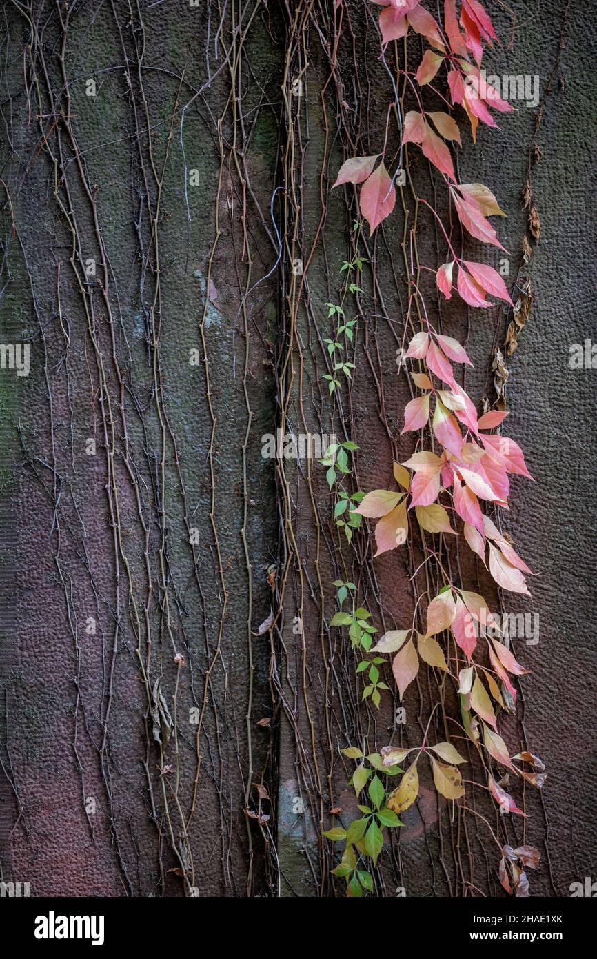 Kletterpflanzen auf einem Grabstein im Herbst. Stockfoto