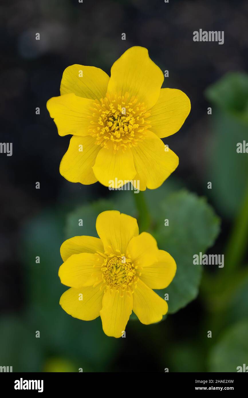 Caltha palustris - Sumpf-Ringelblume oder Königskugel gelbe Blume, mehrjährige krautige Pflanze der Familie der Butterblume Ranunculaceae. Stockfoto