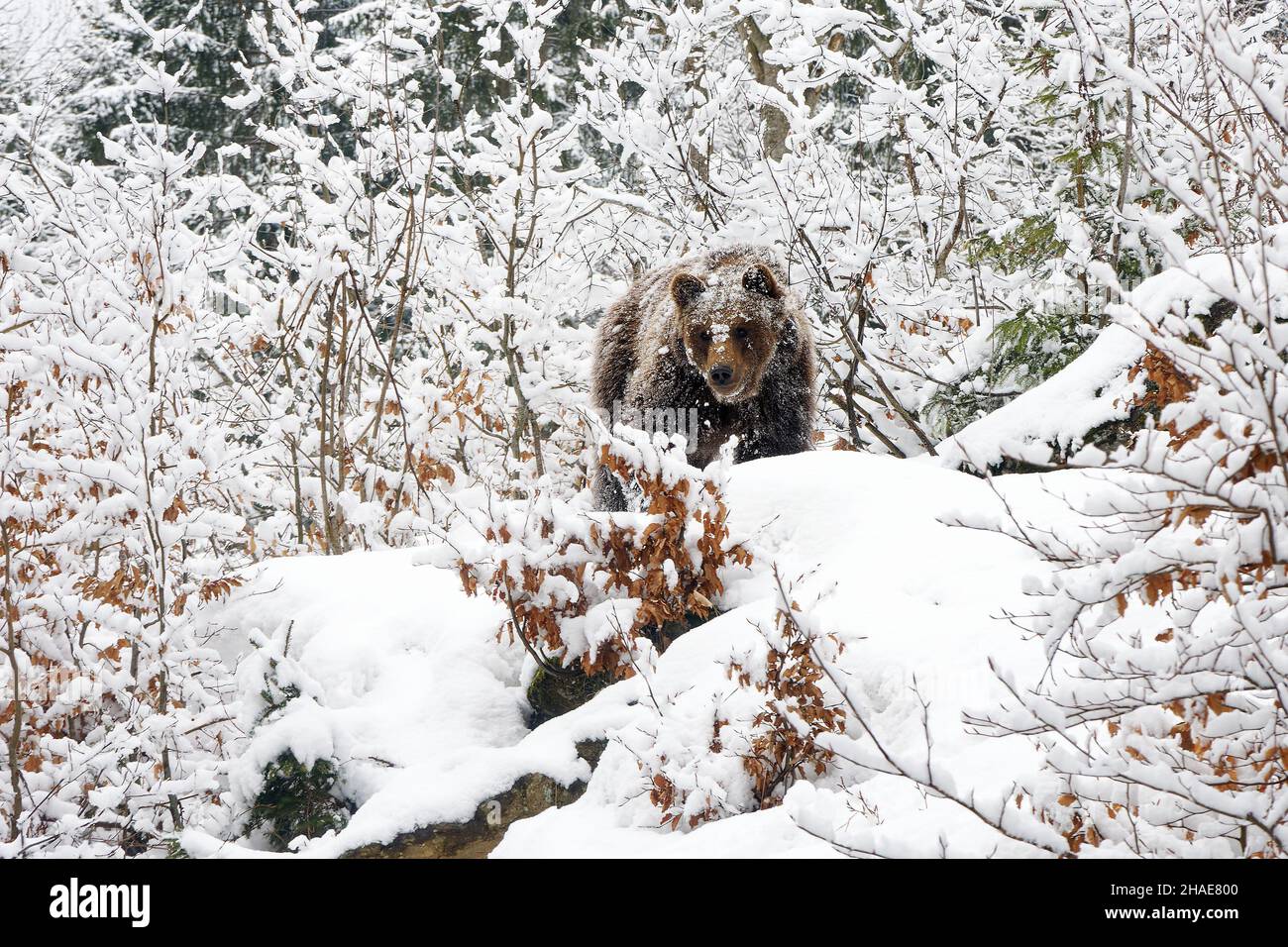 Braunbär - Ursus arctos ist ein großer Bär, der in ganz Eurasien und Nordamerika gefunden wird, in Amerika werden Grizzlybären genannt, in Alaska ist als der Kodiak bekannt Stockfoto