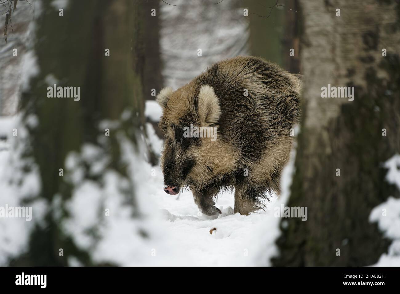 Eurasisches Wildschwein - Sus scrofa auch Wildschwein, gemeines Wildschwein, eurasisches Wildschwein, das in vielen Teilen Eurasiens und Nordafrikas heimisch ist, auf dem frischen Whi Stockfoto