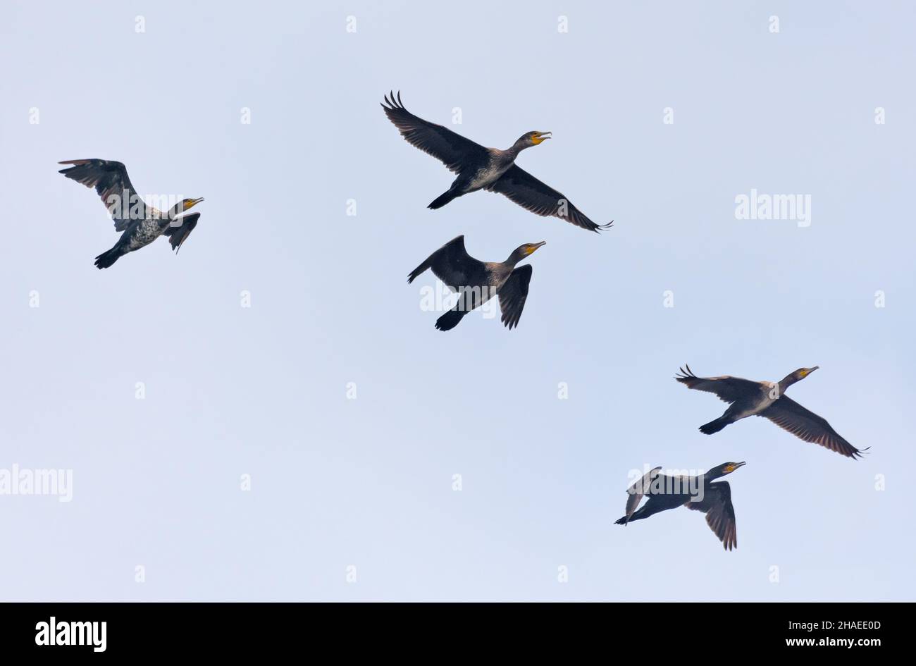 Schar großer Kormorane (Phalacrocorax carbo) im Flug zusammen über dem hellen Himmel Stockfoto