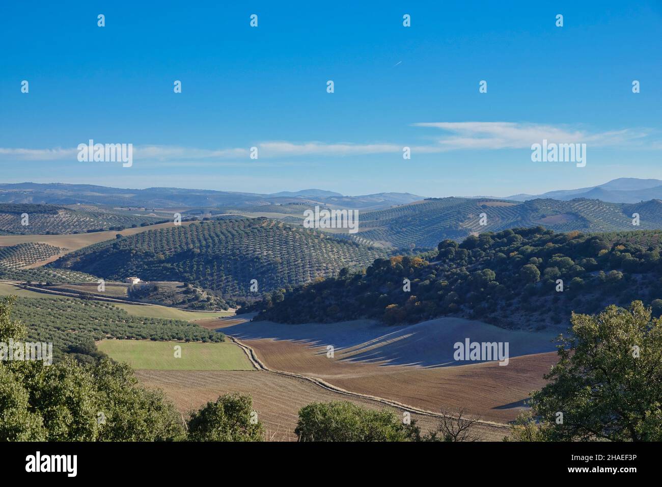 Andalusische Winterlandschaft mit Hügeln mit Olivenbäumen und einigen Steineichen zwischen ihnen gepflanzt Stockfoto