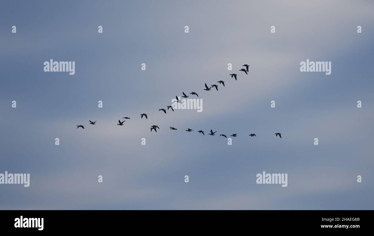 Brent-Gänse fliegen in V-Form gesehen. Stockfoto