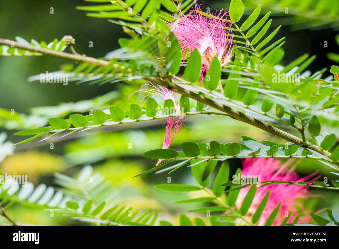 Bild von roten Farbblüten und grünen Blättern abstraktes Foto. Foto aufgenommen in kalkutta West bengalen indien. Stockfoto