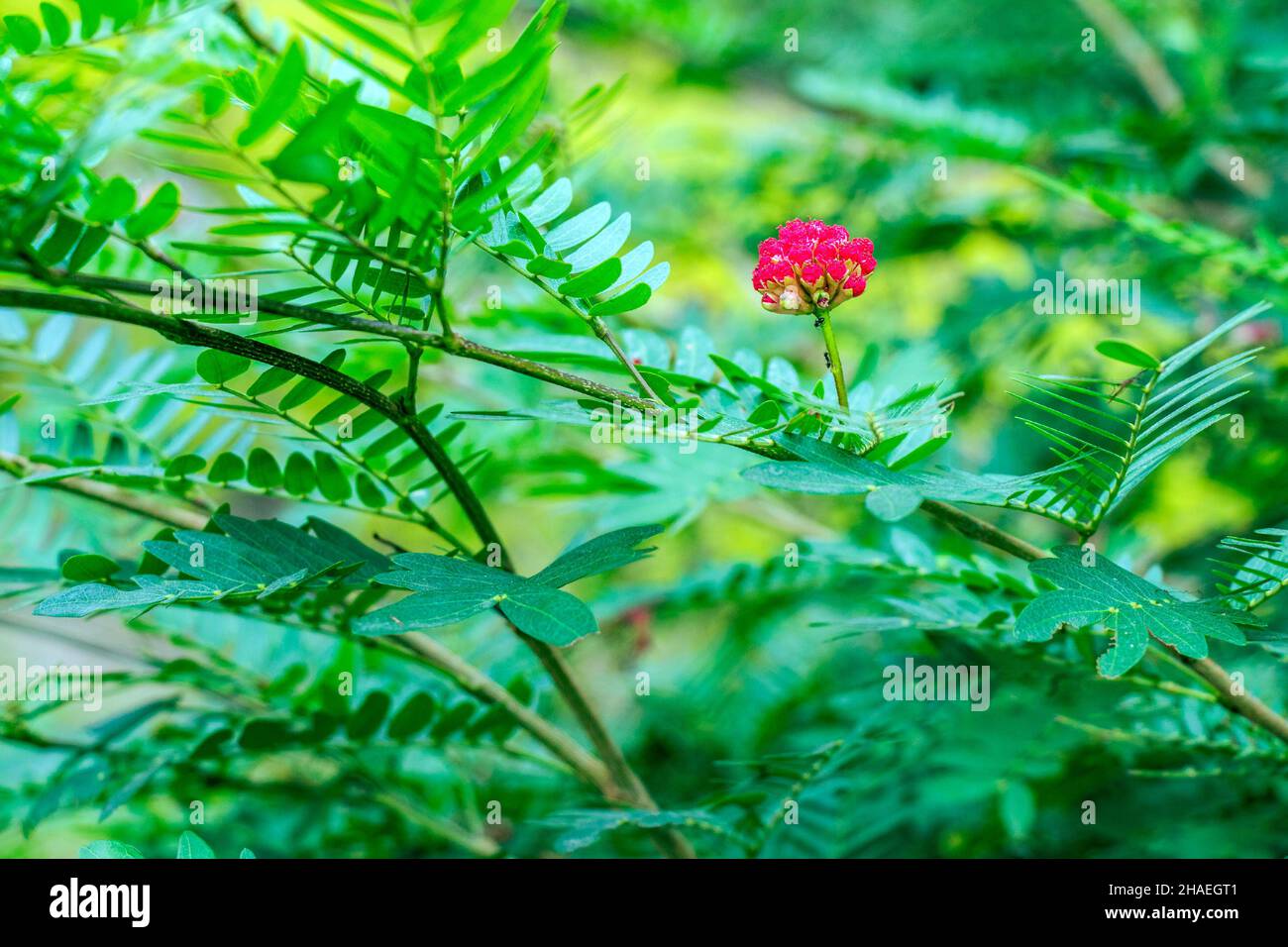 Bild von roten Farbblüten und grünen Blättern abstraktes Foto. Foto aufgenommen in kalkutta West bengalen indien. Stockfoto