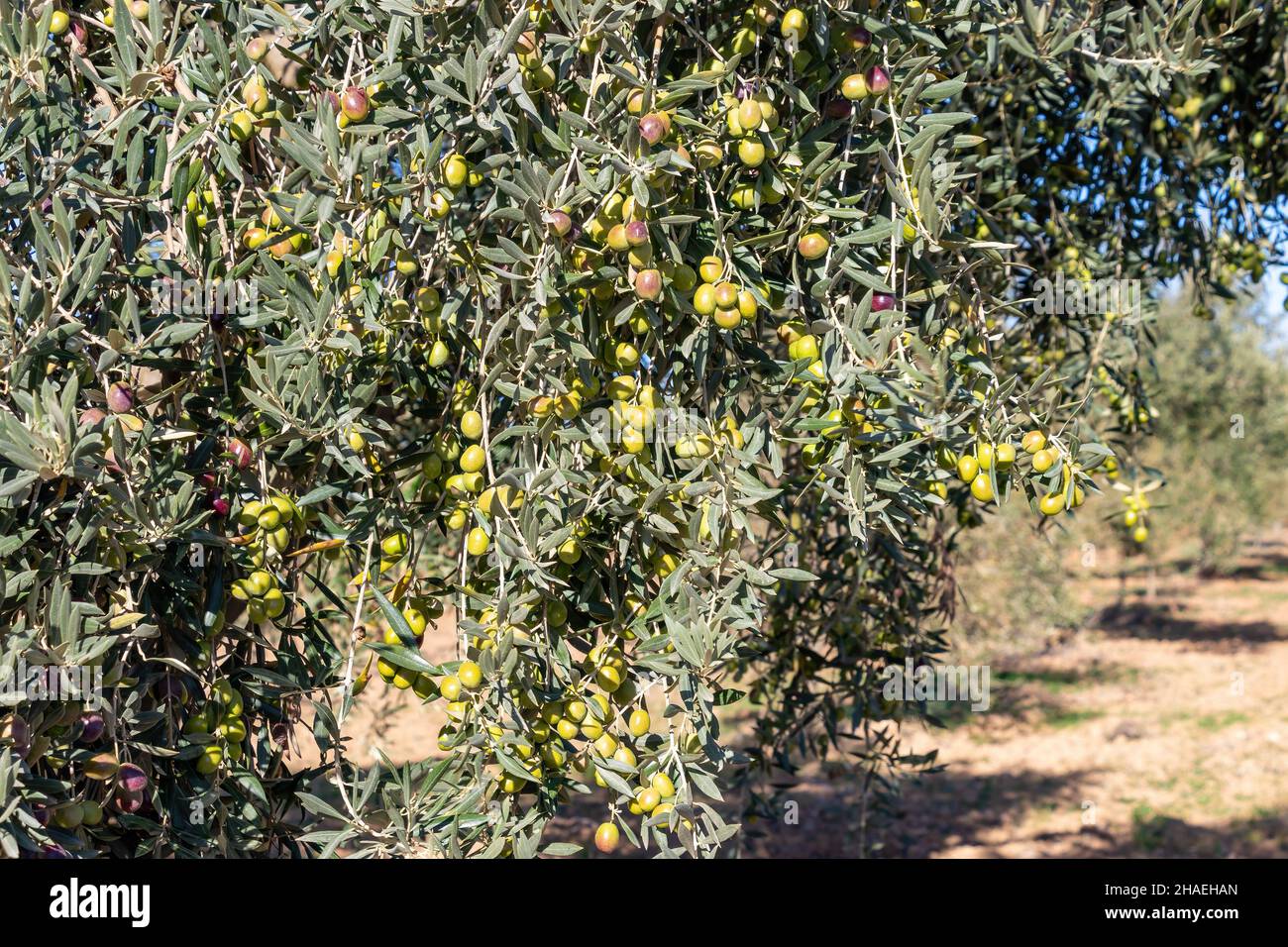 Olivenzweige voller Oliven in verschiedenen Reifungsphasen von grün bis schwarz Stockfoto