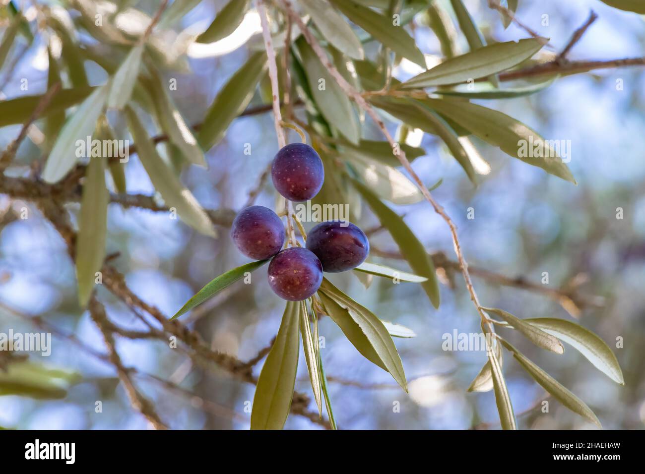 Schwarze Oliven hängen am Ast eines Olivenbaums Stockfoto