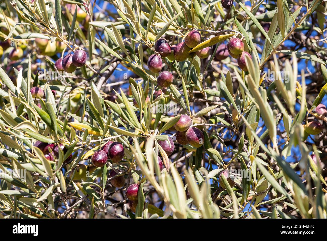 Olivenzweige voller Oliven in verschiedenen Reifungsphasen von grün bis schwarz Stockfoto