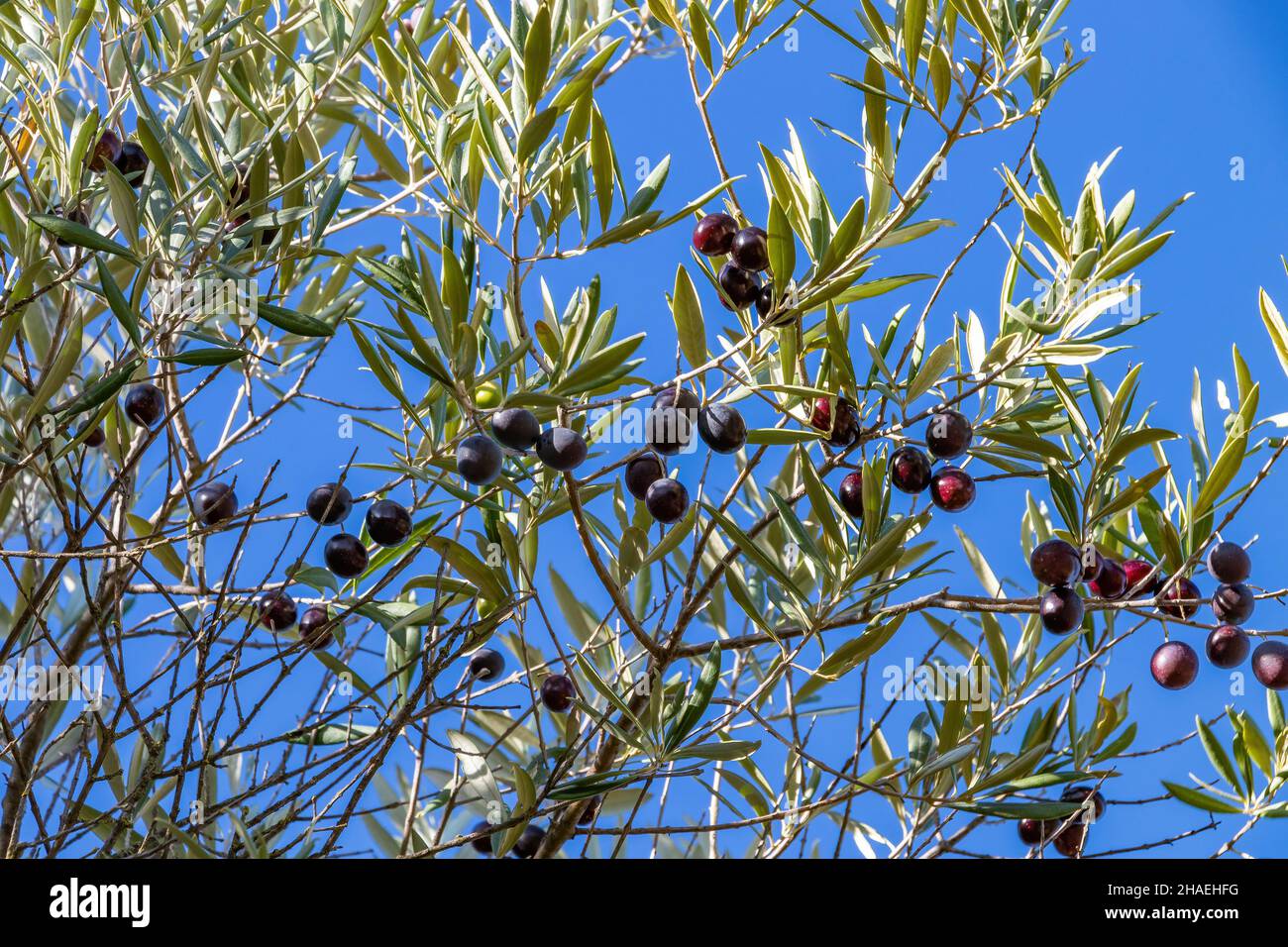 Schwarze Oliven hängen an den Ästen eines Olivenbaums Stockfoto