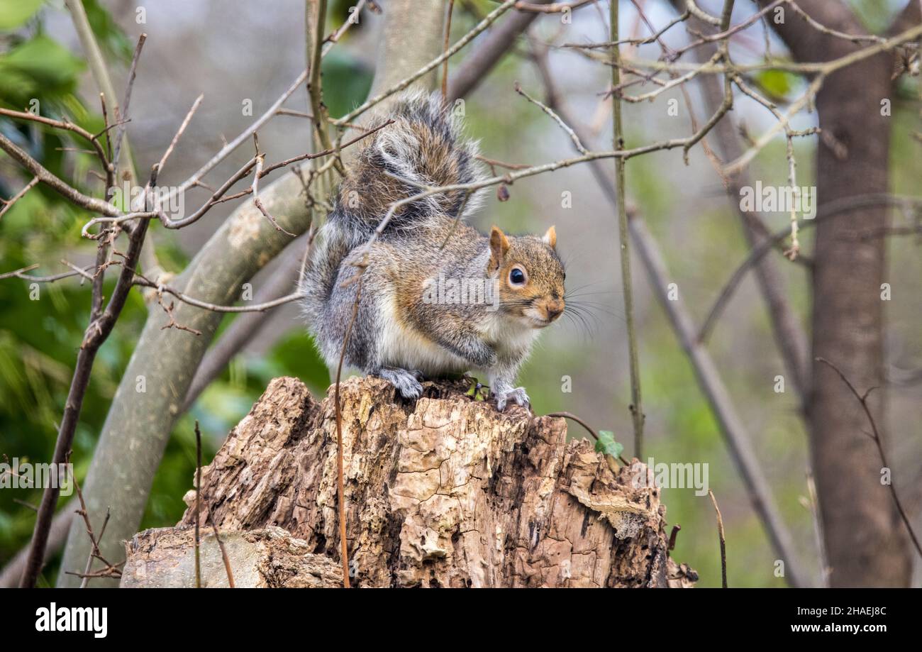 Graues Eichhörnchen Sciurus carolinensis auf Baumstumpf im Garten, Wales, Großbritannien Stockfoto